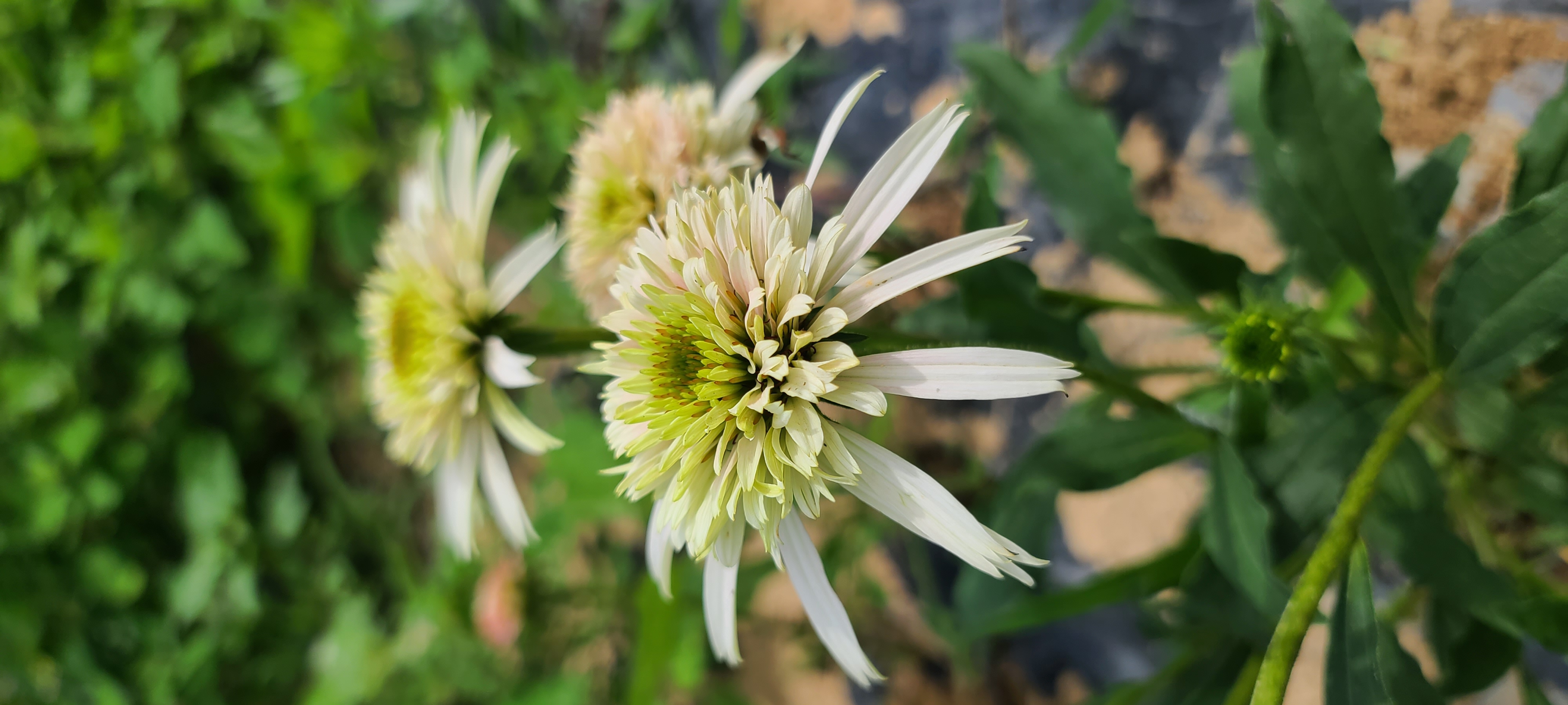 Echinacea purpurea 'Cherry Fluff'